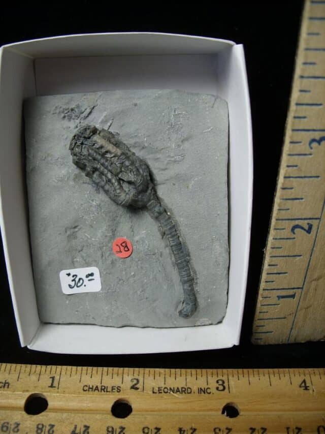 Indiana Fossil Crinoid (110222h)