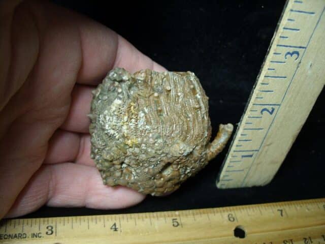 Indiana Fossil Crinoid (110222n)