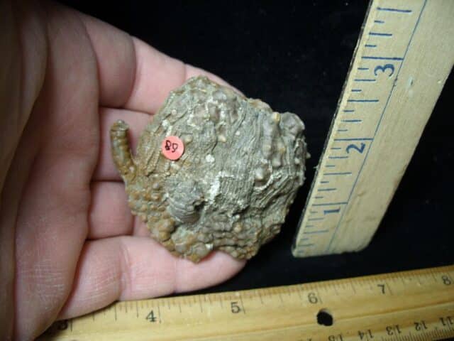Indiana Fossil Crinoid (110222n) - Image 2