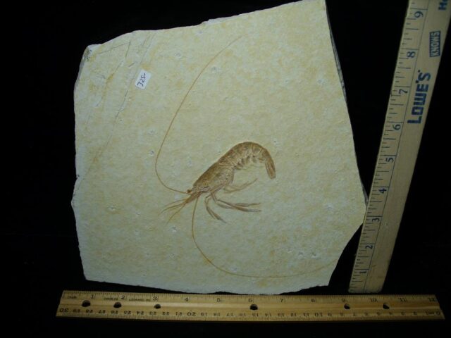 Large Fossil Shrimp Specimen (110422c)