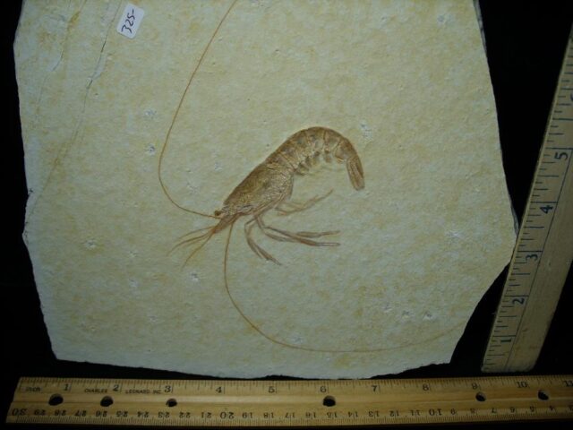 Large Fossil Shrimp Specimen (110422c) - Image 2