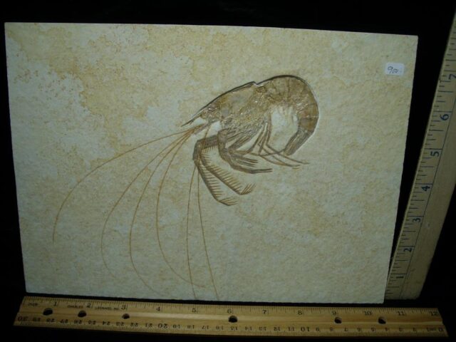 Large Fossil Shrimp Specimen (110422d)