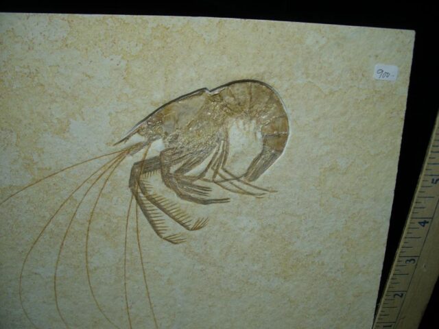 Large Fossil Shrimp Specimen (110422d) - Image 2