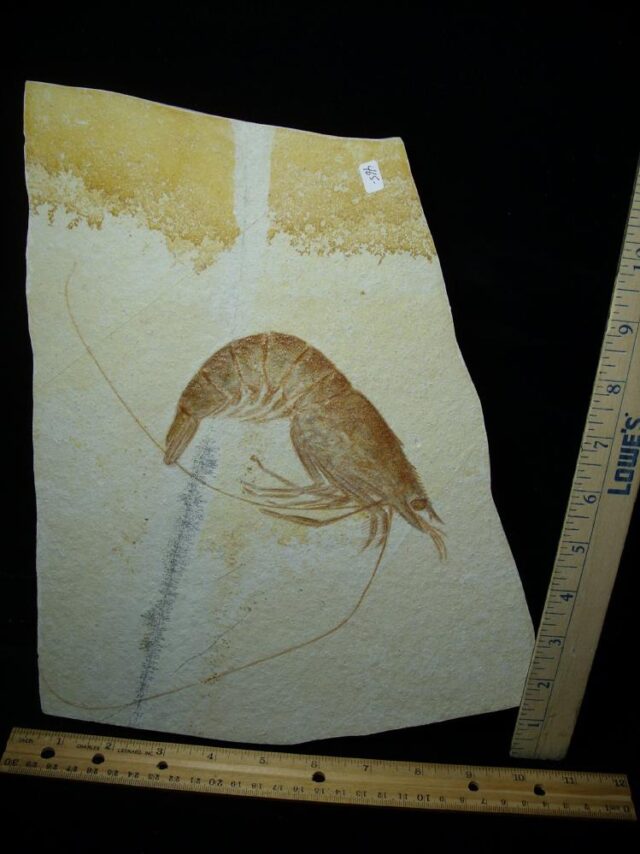 Extra Large Fossil Shrimp Specimen (110422e)