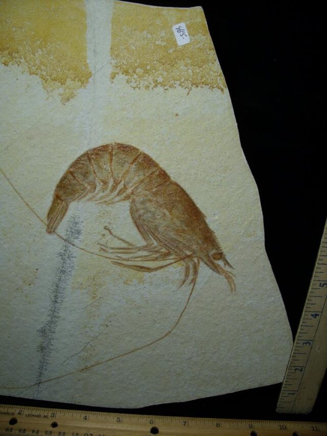 Extra Large Fossil Shrimp Specimen (110422e) - Image 2