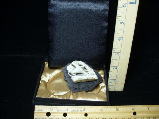 Fossil Gastropod with Druzy Quartz Crystals (110722a) - Image 2