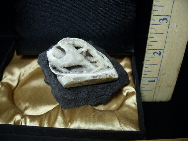 Fossil Gastropod with Druzy Quartz Crystals (110722a)