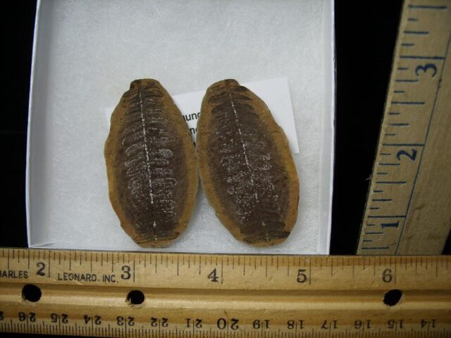 Mazon Creek Fern Fossil Nodule (110422h)