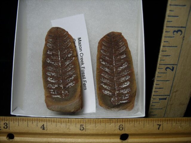 Mazon Creek Fern Fossil Nodule (110422k)