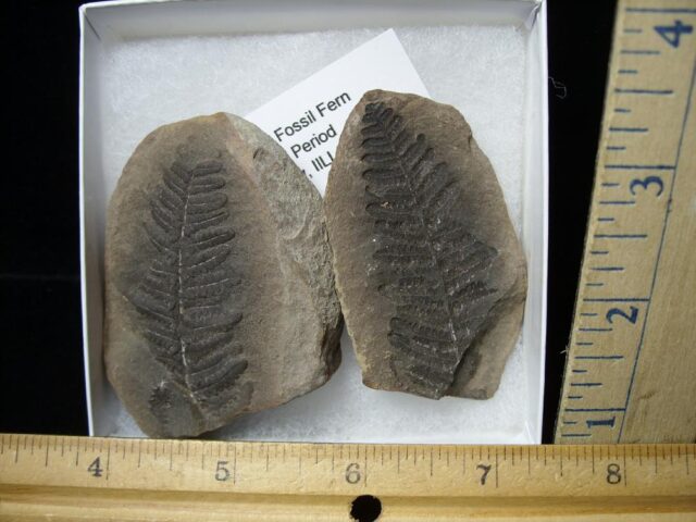 Mazon Creek Fern Fossil Nodule (110722d)