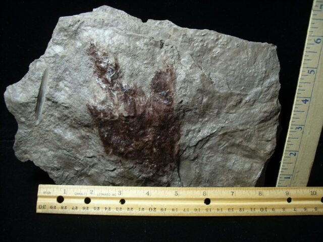 DINOSAUR TRACK (110722e)