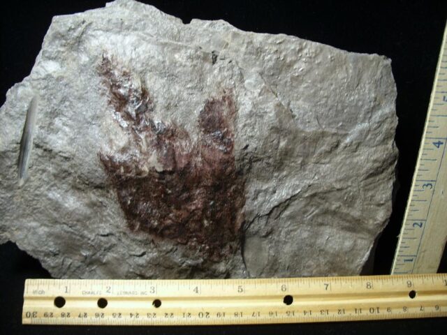DINOSAUR TRACK (110722e) - Image 2