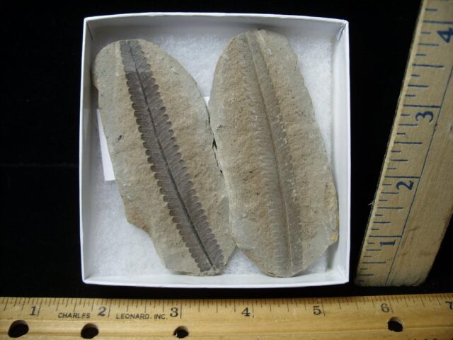 Mazon Creek Fern Fossil Nodule (110922a)