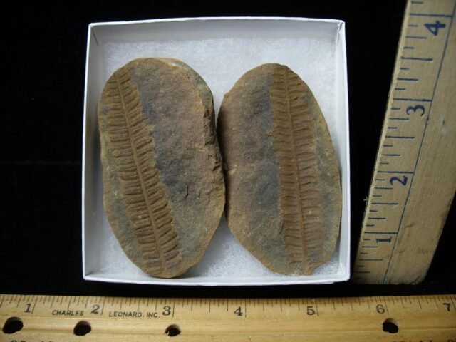 Mazon Creek Fern Fossil Nodule (110922b) 