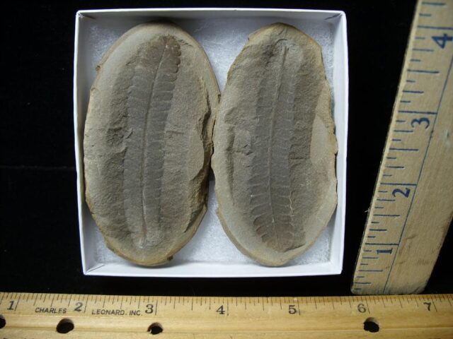 Mazon Creek Fern Fossil Nodule (110922c) 