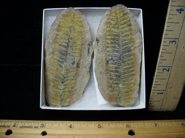 Mazon Creek Fern Fossil Nodule (110922e) ....ON HOLD for Steve  06/22/23