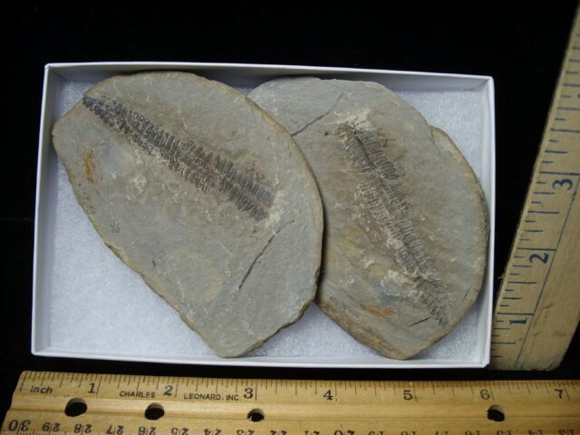 Mazon Creek Fern Fossil Nodule (110922k)