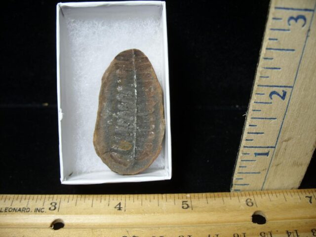 Mazon Creek Fern Fossil Nodule (110922m) 