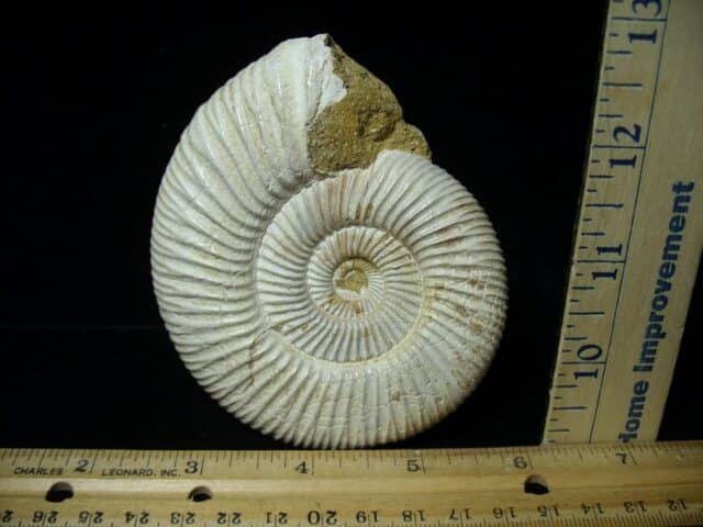 Natural/Polished Ammonite (111522b)