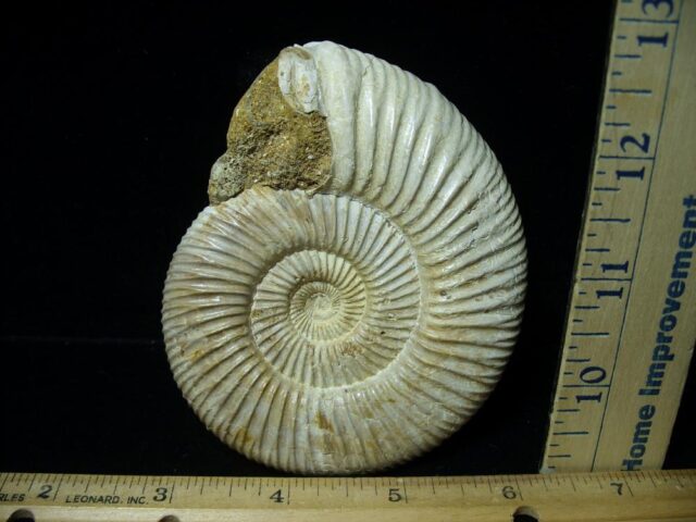 Natural/Polished Ammonite (111522b) - Image 2