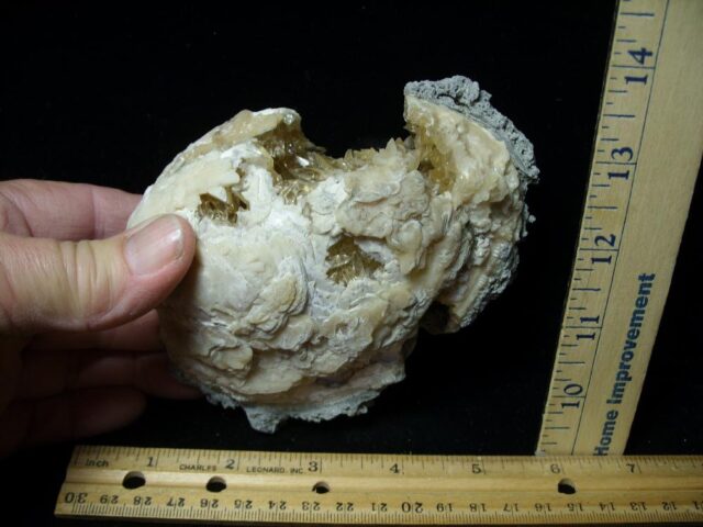 Mercenaria Calcite Crystal filled Clam (111522c) - Image 3