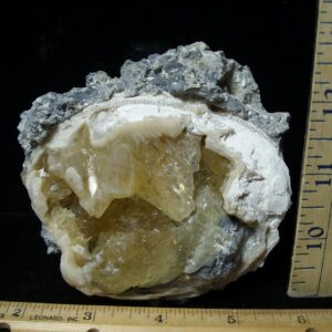 Mercenaria Calcite Crystal filled Clam (111522d