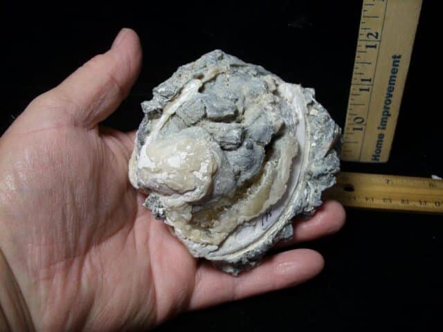 Mercenaria Calcite Crystal filled Clam (111522d - Image 3
