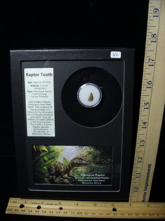 Authentic Raptor Dinosaur Tooth (112022b)