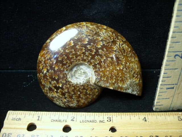 Ammonite with Suture Patterns (121422m)