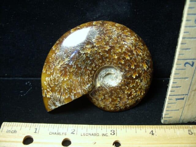 Ammonite with Suture Patterns (121422m) - Image 2