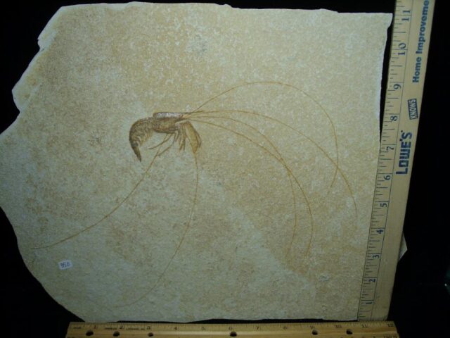 Large Fossil Shrimp Specimen (121422r)