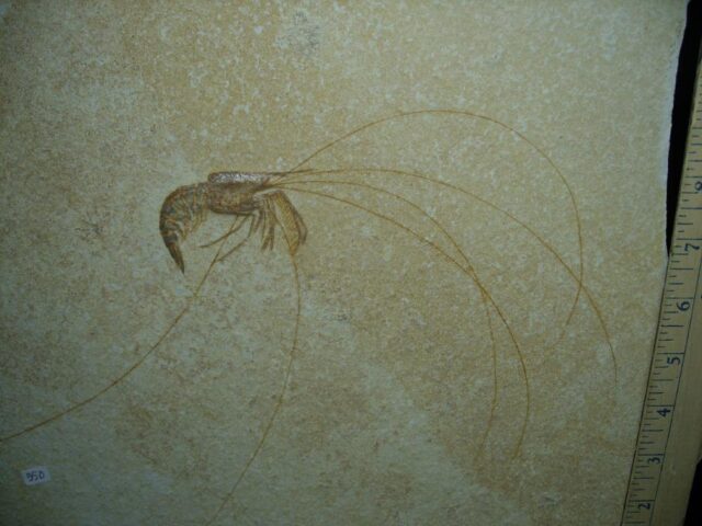 Large Fossil Shrimp Specimen (121422r) - Image 2