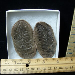 Mazon Creek Fern Fossil Nodule (041125c)