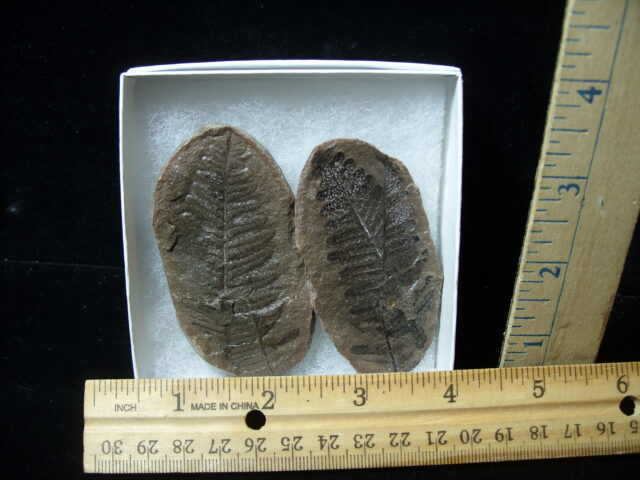 Mazon Creek Fern Fossil Nodule (041125c)