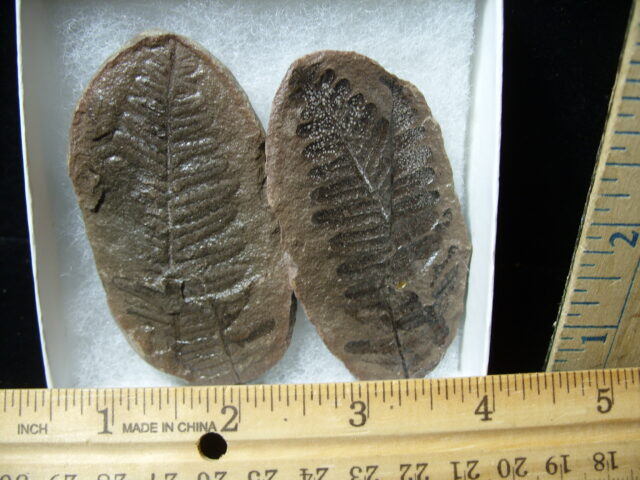 Mazon Creek Fern Fossil Nodule (041125c) - Image 2