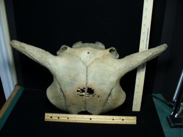 Fossil Bison Skull with Horns (111522f)..* “SPECIAL – BELOW DEALER COST ” *..