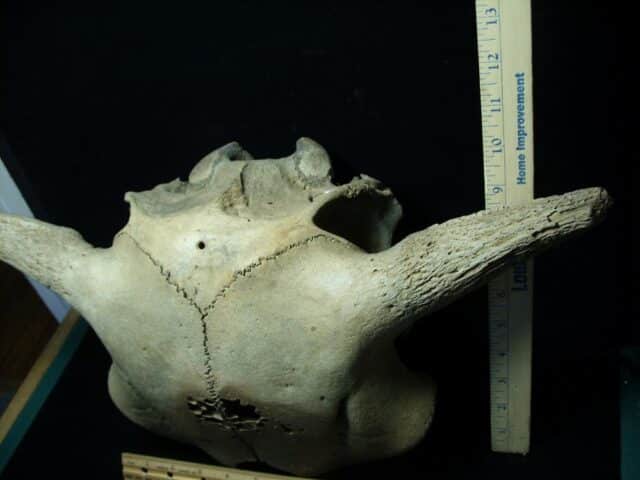 Fossil Bison Skull with Horns (111522f)..* “SPECIAL – BELOW DEALER COST ” *.. - Image 3