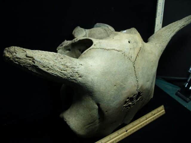 Fossil Bison Skull with Horns (111522f)..* “SPECIAL – BELOW DEALER COST ” *.. - Image 4