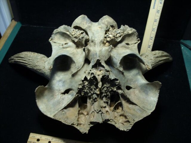 Fossil Bison Skull with Horns (111522f)..* “SPECIAL – BELOW DEALER COST ” *.. - Image 5