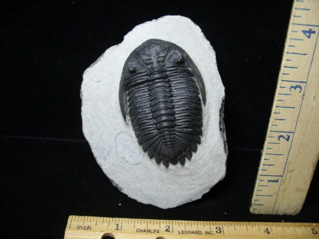 Fossilized Trilobite – Hollardops sp. (120422e)