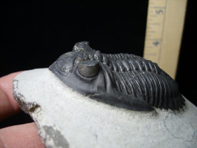 Fossilized Trilobite – Hollardops sp. (120422e) - Image 2