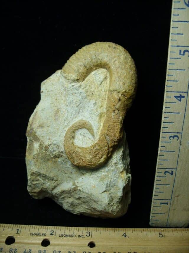 Heteromorph Ammonite  (121322g