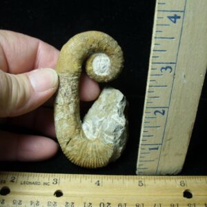 Heteromorph Ammonite  (121322j)