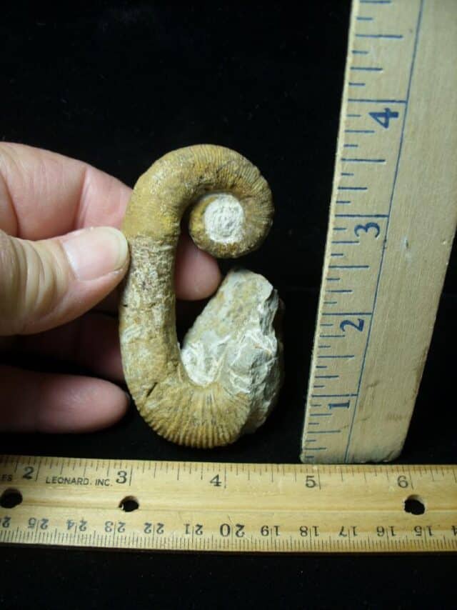 Heteromorph Ammonite  (121322j)