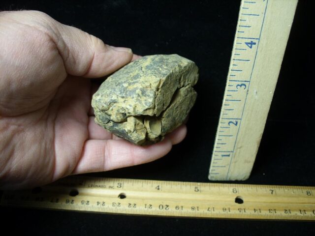 Fossilized Trilobite – Calymene tristani (121322p) - Image 2