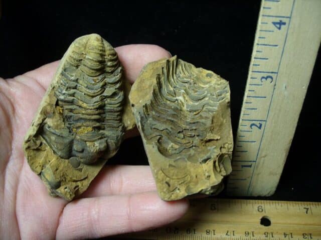 Fossilized Trilobite – Calymene tristani (121322p)
