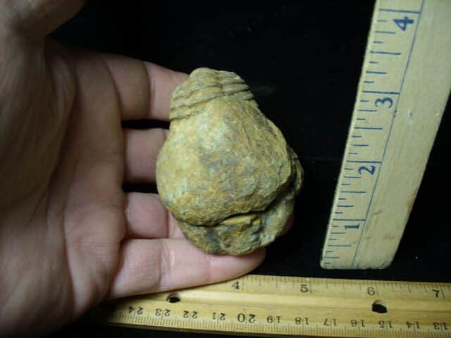 Fossilized Trilobite – Calymene tristani (121322r) - Image 2