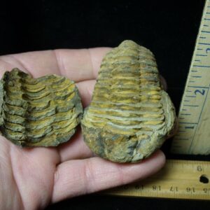 Fossilized Trilobite – Calymene tristani (121322r)