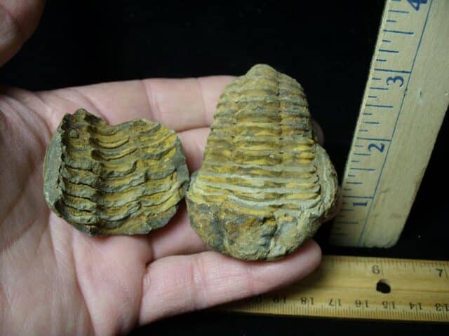 Fossilized Trilobite – Calymene tristani (121322r)