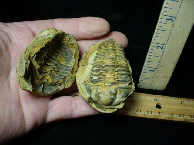 Fossilized Trilobite – Calymene tristani (121322s)